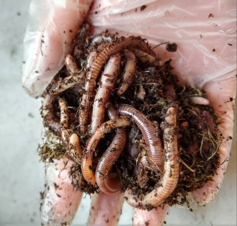 Live Composting Worms & Premium Grit Kit