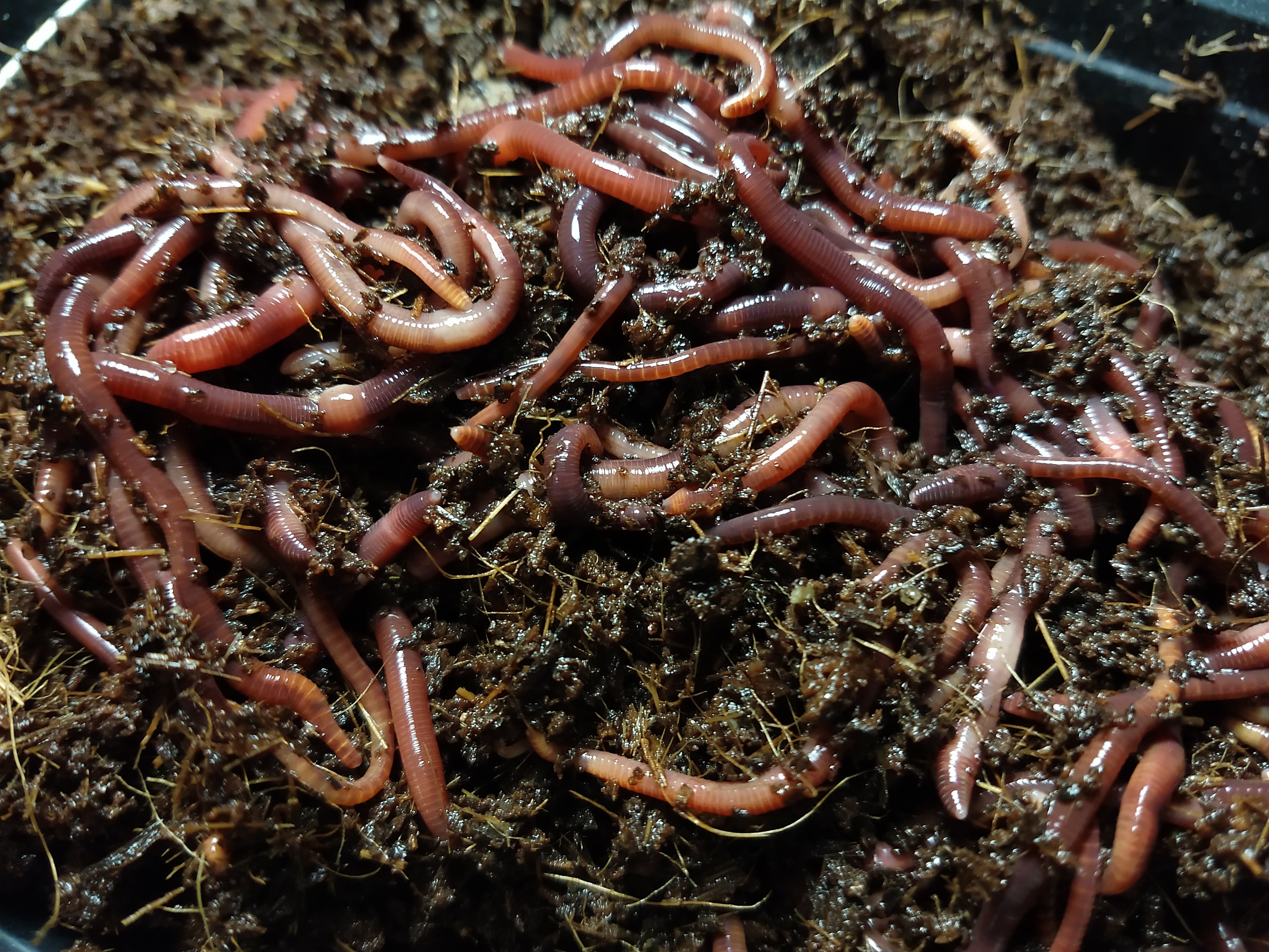 Composting Worm Mix - Red Wigglers and European Nightcrawlers